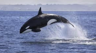 Granny's Clan, A Tale of Wild Orcas