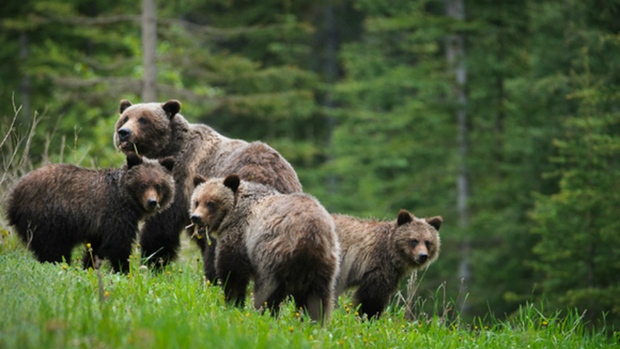 Grizzly Conservation in BC Lesson Plans (grades 4-12)