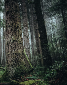 Forest Stewards: Analyzing and assessing forest ecosystems and sapling health after wildfire (Initial lesson)