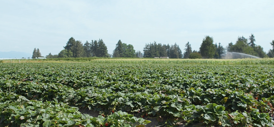Sustainable Agriculture and local farming